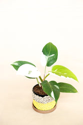 Philodendron white princess